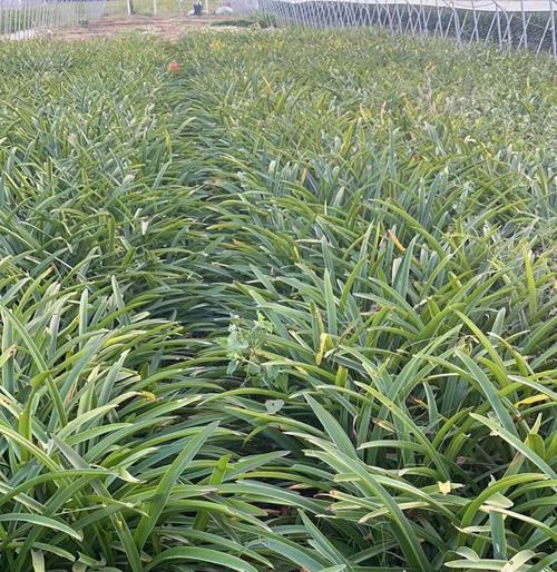 朱顶红球茎生长快速季节？