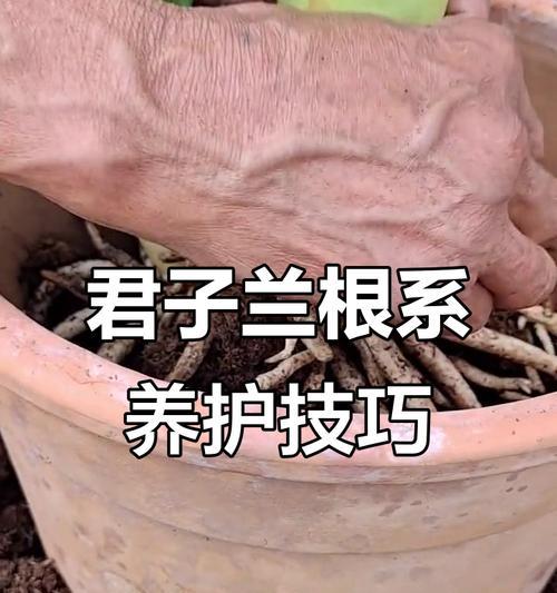 根系少的君子兰怎么栽种？栽种过程中需要注意什么？