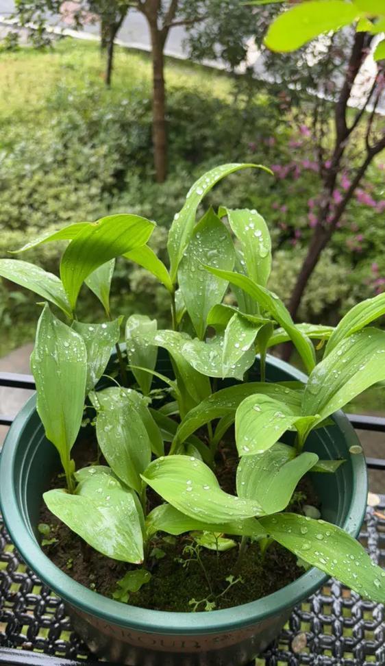 铃兰花叶子发黄是什么原因？如何进行有效的处理？