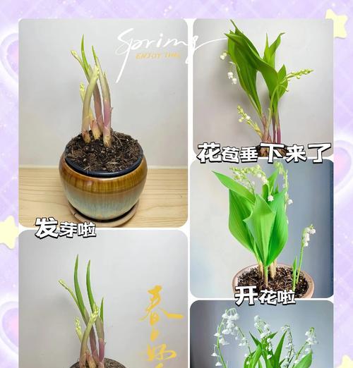 铃兰花叶子发黄是什么原因？如何进行有效的处理？