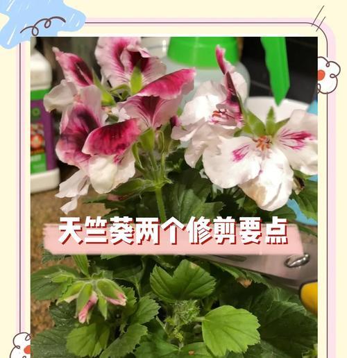 天竺葵单瓣直立开花的原因是什么？如何解决？