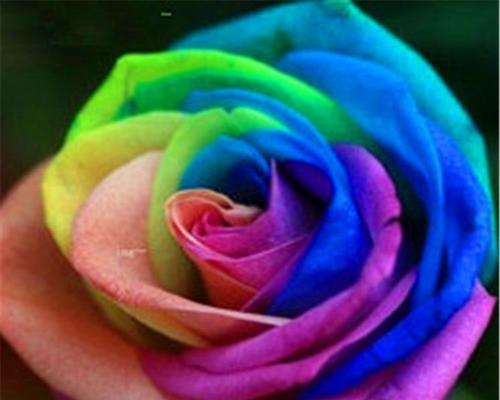 月季花的公母如何区分？有哪些特征？