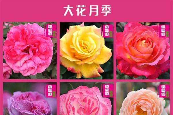 月季花的公母如何区分？有哪些特征？