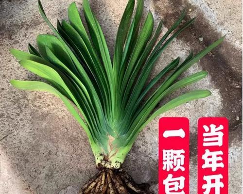 君子兰花箭出现的迹象是什么？