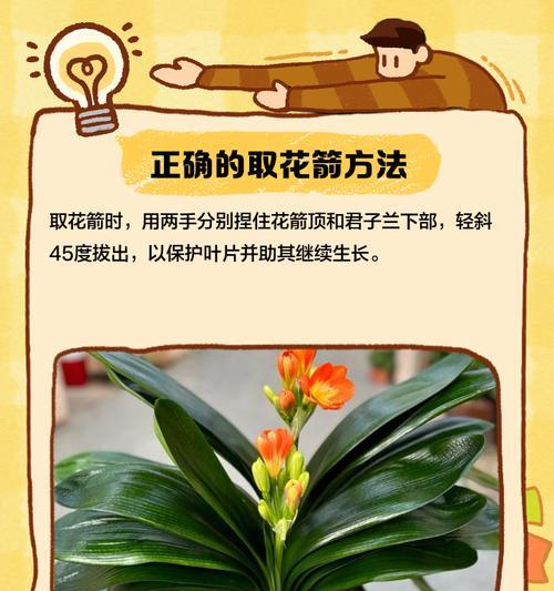 君子兰花箭出现的迹象是什么？