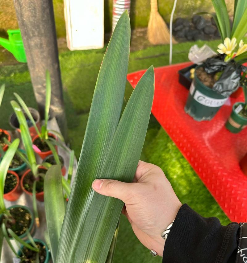君子兰憋芽子的正确栽种方法是什么？