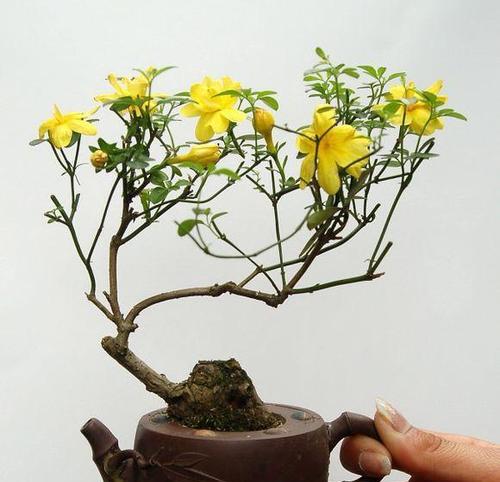 盆景盆如何彻底清洗干净？