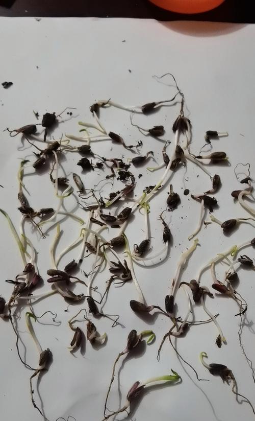 白术种子播种的最佳时间和方法？