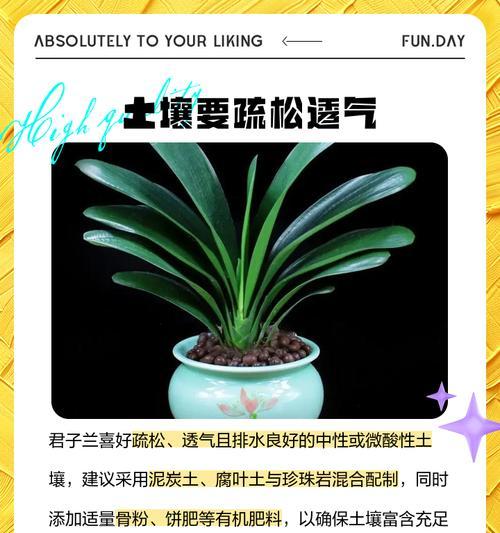 君子兰开花的养护秘诀？