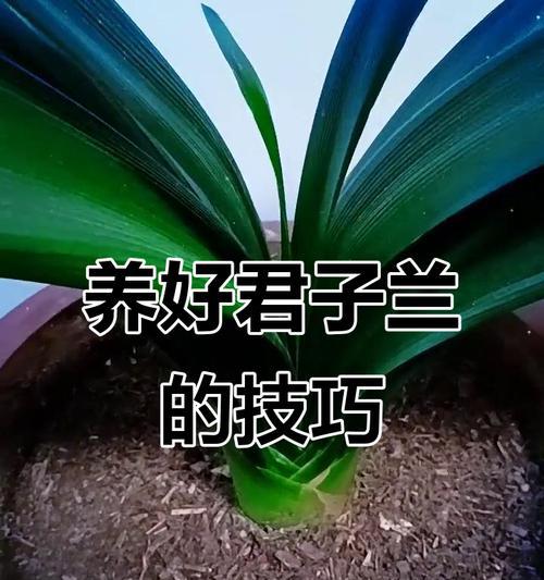 君子兰开花的养护秘诀？