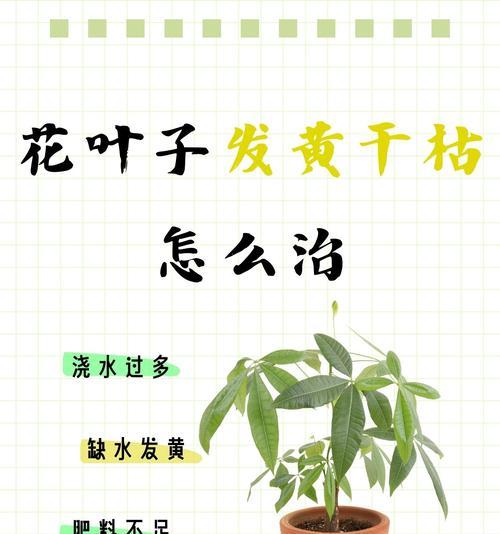 君子兰叶尖枯萎的原因是什么？如何处理？