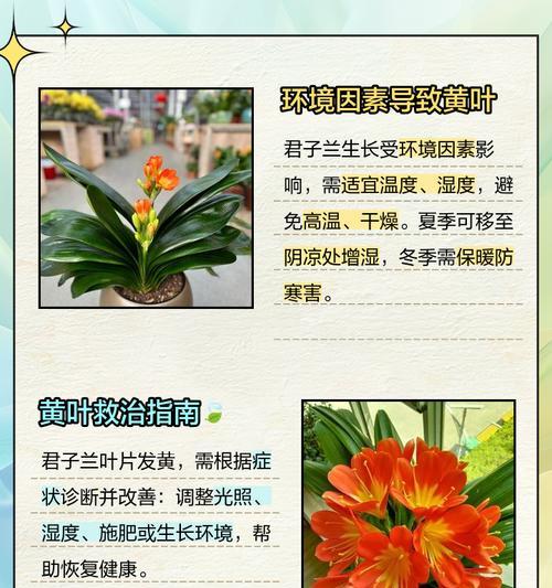 君子兰叶尖枯萎的原因是什么？如何处理？