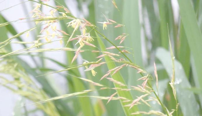 菰是否为北美原生植物及其原因？