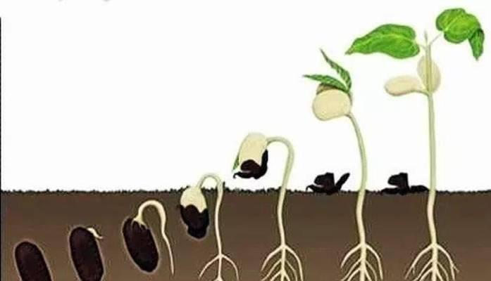 棉花定量播种的标准流程是什么？