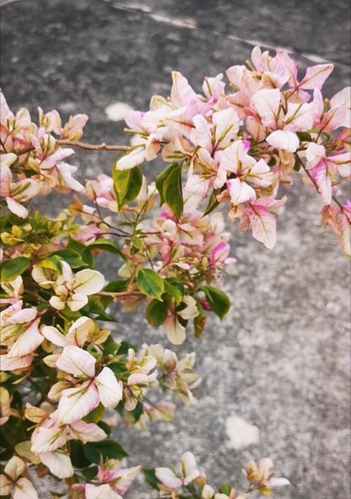 三角梅茂盛生长的秘诀是什么？