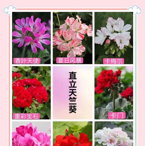 天竺葵干叶边缘发黑的原因是什么？