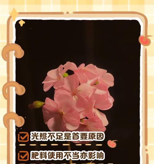 天竺葵干叶边缘发黑的原因是什么？