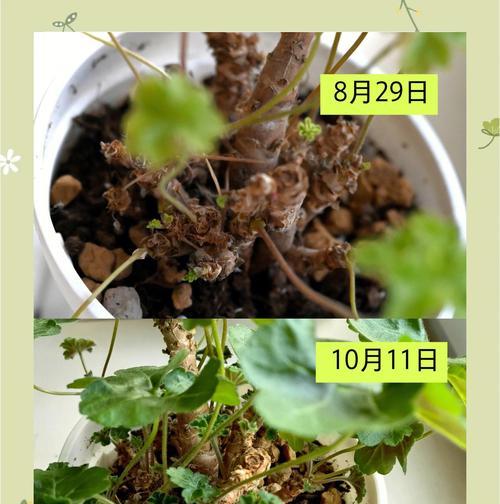 天竺葵干叶边缘发黑的原因是什么？