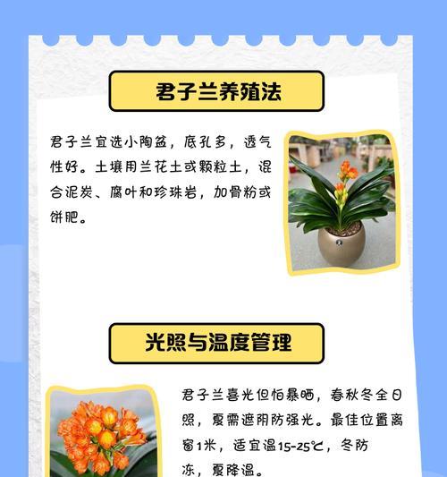 君子兰厚盆原土浇水方法是什么？如何正确浇水？