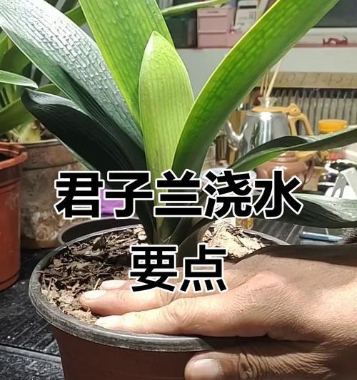 君子兰厚盆原土浇水方法是什么？如何正确浇水？