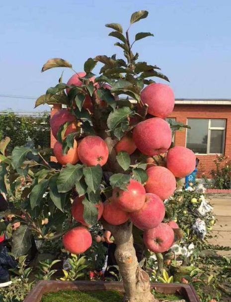 苹果矮桩盆景的正确养护方法是什么？