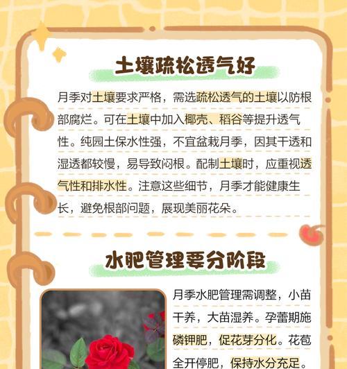 多根月季如何养殖？养殖技巧有哪些？