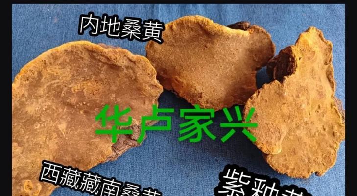 桑叶木槿叶子发黄的原因是什么？如何进行救治？