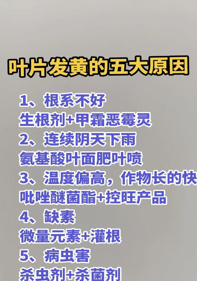 欧洲葡萄叶子发黄的解决方法是什么？