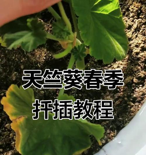天竺葵扦插小苗的正确方法是什么？
