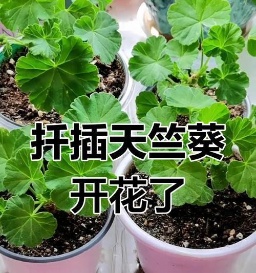 天竺葵扦插小苗的正确方法是什么？