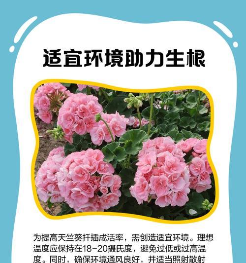 天竺葵扦插小苗的正确方法是什么？