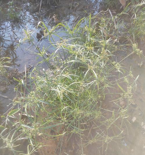 哪些水生植物适合背光环境？