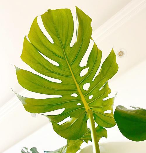 哪些水生植物适合背光环境？