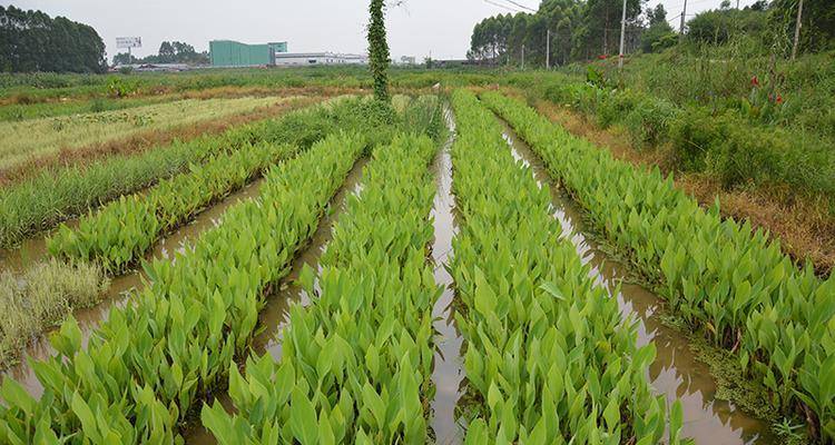 哪些水生植物适合背光环境？