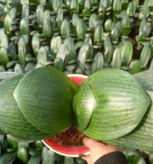 水果桶种植君子兰的方法是什么？