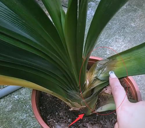 水果桶种植君子兰的方法是什么？