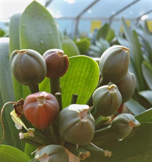 水果桶种植君子兰的方法是什么？