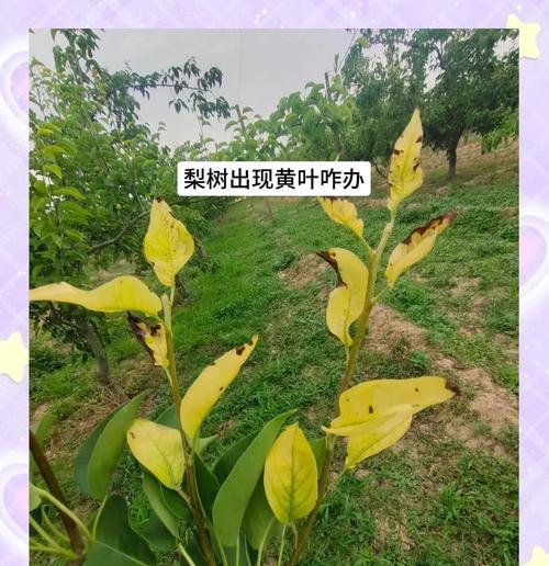 果山叶子发黄的原因及解决方法是什么？