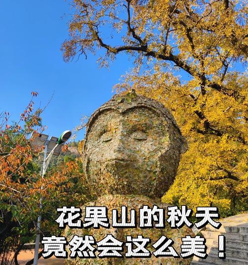 果山叶子发黄的原因及解决方法是什么？