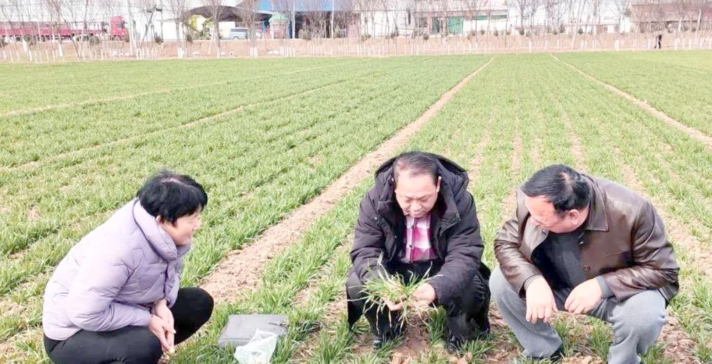 小麦播种后需要进行哪些管理？