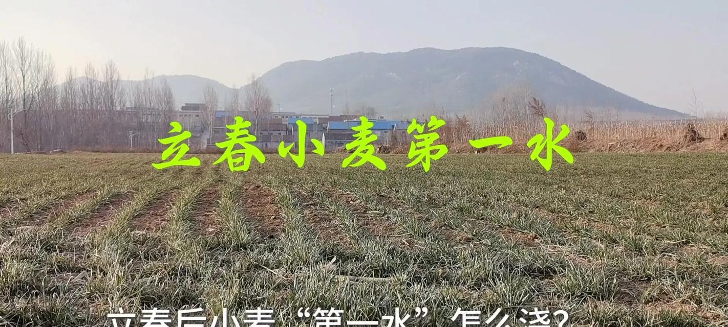 小麦播种后需要进行哪些管理？