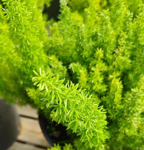 门村观赏植物种类有哪些？它们的养护要点是什么？