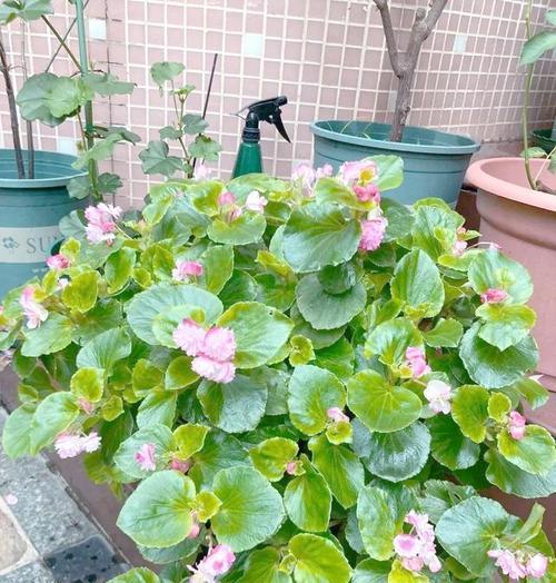 门村观赏植物种类有哪些？它们的养护要点是什么？