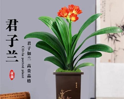 君子兰大苗带盆怎么养？有哪些养护技巧？