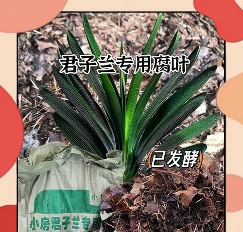 君子兰叶子发黄如何处理？有哪些可能的原因？