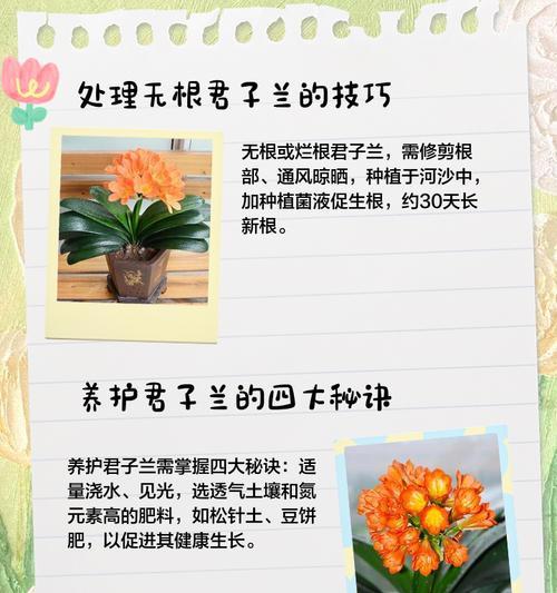 君子兰叶子发黄如何处理？有哪些可能的原因？