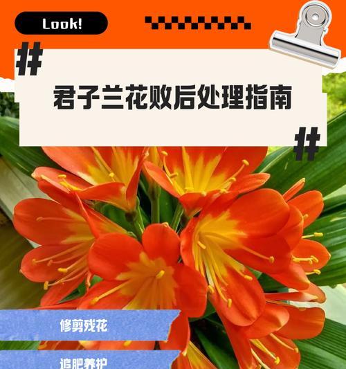 如何向专家学习君子兰的养护方法？