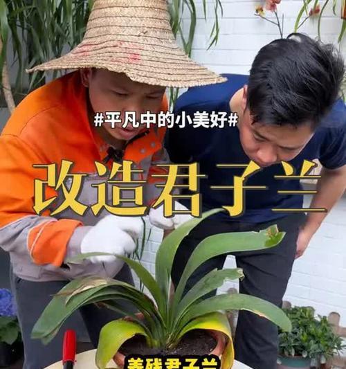 如何向专家学习君子兰的养护方法？