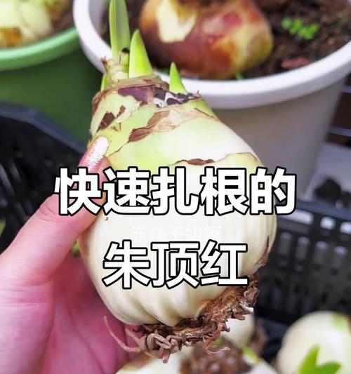 朱顶红浇水的正确方法是什么？