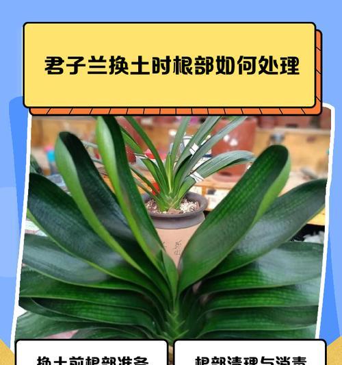 君子兰新购后换盆方法？换盆步骤和注意事项有哪些？